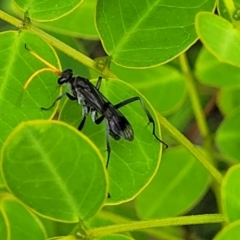 Pepsinae (Subfamily) (Mud-nesting Spider Wasps, Tarantula-hawk Wasps & Allies) at Nambucca Heads, NSW - 27 Nov 2022 by trevorpreston