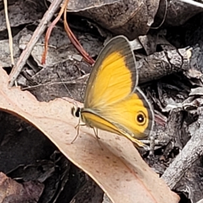 Hypocysta adiante (Orange Ringlet) at Nambucca Heads, NSW - 25 Nov 2022 by trevorpreston