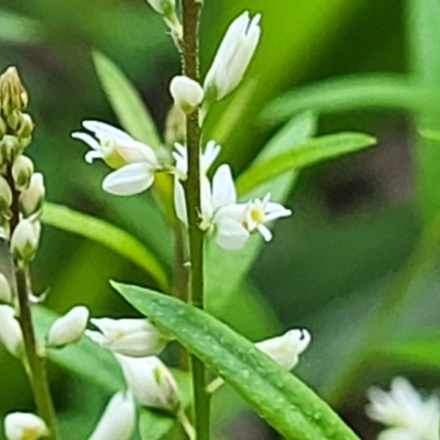 Polygala paniculata (Polygala) at Hyland Park, NSW - 26 Nov 2022 by trevorpreston