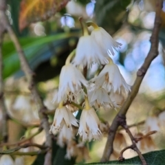 Elaeocarpus reticulatus (Blueberry Ash, Fairy Petticoats) at Hyland Park, NSW - 25 Nov 2022 by trevorpreston