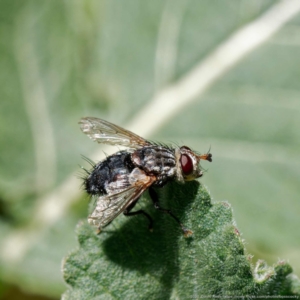 Tachinidae (family) at Ainslie, ACT - 25 Nov 2022