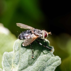 Tachinidae (family) at Ainslie, ACT - 25 Nov 2022