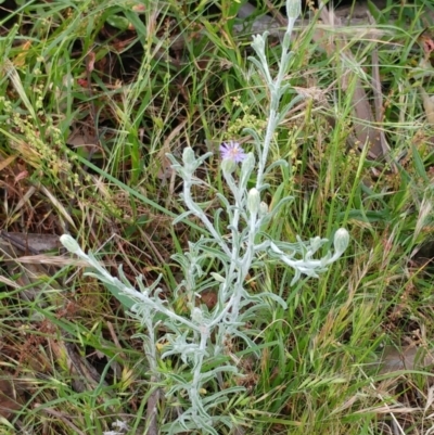 Vittadinia gracilis (New Holland Daisy) at Molonglo Valley, ACT - 26 Nov 2022 by sangio7