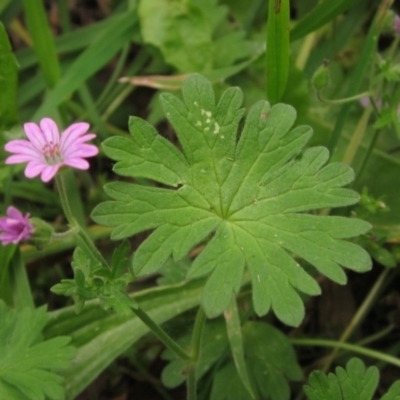 Geranium molle (Dove's-foot Cranesbill) at Macgregor, ACT - 27 Nov 2022 by pinnaCLE