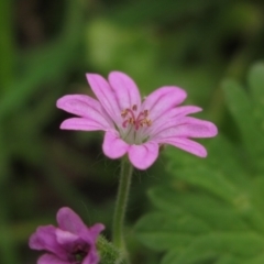 Geranium molle at Macgregor, ACT - 27 Nov 2022