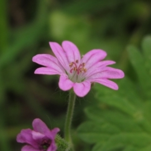 Geranium molle at Macgregor, ACT - 27 Nov 2022