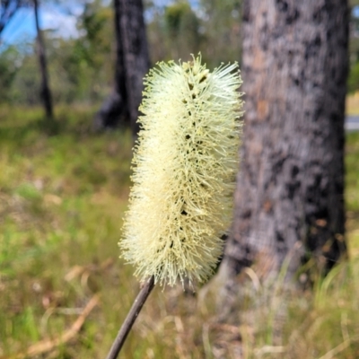 Xanthorrhoea macronema (Bottle Brush Grasstree, Forest Grasstree) at Nambucca Heads, NSW - 25 Nov 2022 by trevorpreston
