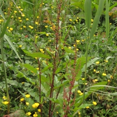 Rumex conglomeratus (Clustered Dock) at Umbagong District Park - 27 Nov 2022 by pinnaCLE