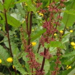 Rumex conglomeratus at Macgregor, ACT - 27 Nov 2022