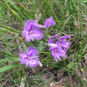 Thysanotus tuberosus at Hawker, ACT - 27 Nov 2022