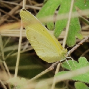 Eurema smilax at Paddys River, ACT - 27 Nov 2022