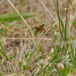 Ocybadistes walkeri at Higgins, ACT - 27 Nov 2022