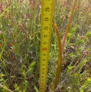 Thelymitra megcalyptra at Sutton, NSW - 14 Nov 2022