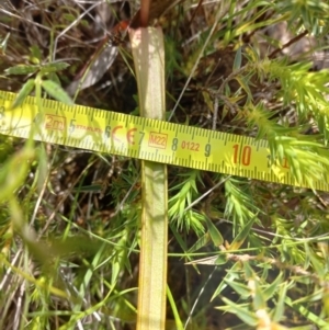 Thelymitra megcalyptra at Sutton, NSW - 14 Nov 2022