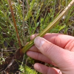 Thelymitra megcalyptra at Sutton, NSW - suppressed