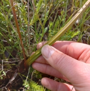 Thelymitra megcalyptra at Sutton, NSW - 14 Nov 2022