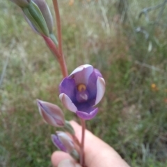 Thelymitra megcalyptra at Sutton, NSW - 14 Nov 2022