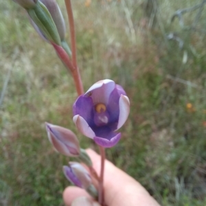 Thelymitra megcalyptra at Sutton, NSW - 14 Nov 2022