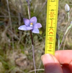 Thelymitra megcalyptra (Swollen Sun Orchid) at Sutton, NSW - 14 Nov 2022 by mlech