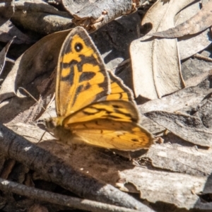 Heteronympha merope at Paddys River, ACT - 25 Nov 2022