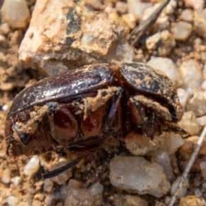 Adoryphorus coulonii at Paddys River, ACT - 25 Nov 2022