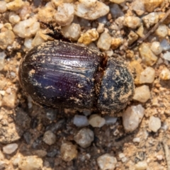 Adoryphorus coulonii at Paddys River, ACT - 25 Nov 2022