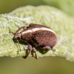 Gonipterus suturalis at Paddys River, ACT - 25 Nov 2022