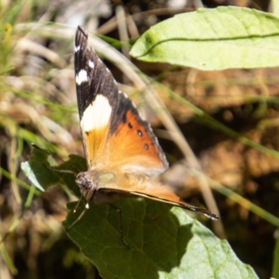 Vanessa itea (Yellow Admiral) at Paddys River, ACT - 24 Nov 2022 by SWishart