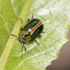 Calomela bartoni (Acacia Leaf Beetle) at Paddys River, ACT - 25 Nov 2022 by SWishart