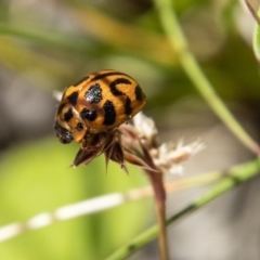 Peltoschema oceanica (Oceanica leaf beetle) at Paddys River, ACT - 25 Nov 2022 by SWishart