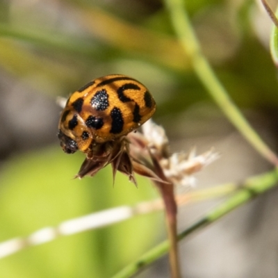 Peltoschema oceanica (Oceanica leaf beetle) at Paddys River, ACT - 24 Nov 2022 by SWishart