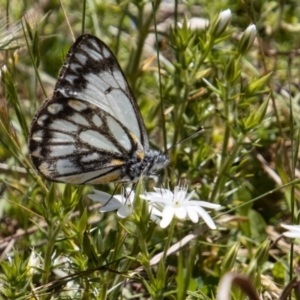 Belenois java at Paddys River, ACT - 25 Nov 2022