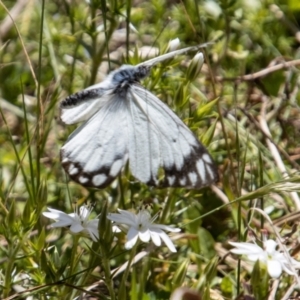 Belenois java at Paddys River, ACT - 25 Nov 2022