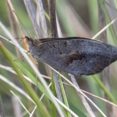 Heteronympha merope (Common Brown Butterfly) at Paddys River, ACT - 25 Nov 2022 by SWishart