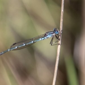 Austrolestes psyche at Cotter River, ACT - 25 Nov 2022