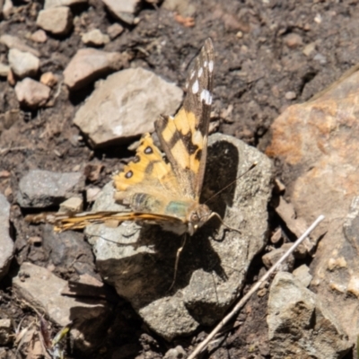 Vanessa kershawi (Australian Painted Lady) at Cotter River, ACT - 25 Nov 2022 by SWishart