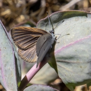 Candalides heathi at Cotter River, ACT - 25 Nov 2022 01:32 PM