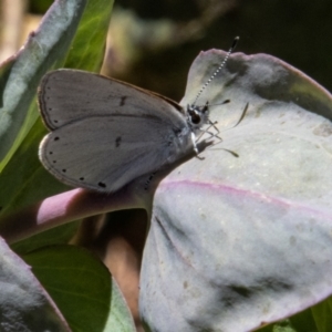 Candalides heathi at Cotter River, ACT - 25 Nov 2022 01:32 PM