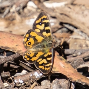 Argynnina cyrila at Paddys River, ACT - 25 Nov 2022 03:04 PM