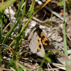 Trapezites phigalia at Molonglo Valley, ACT - 27 Oct 2022 01:10 PM