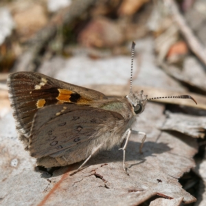 Trapezites phigalia at Molonglo Valley, ACT - 27 Oct 2022 01:10 PM