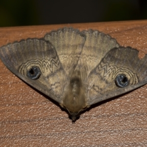 Dasypodia selenophora at Higgins, ACT - 27 Nov 2022