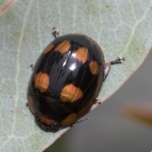 Paropsisterna beata at Hawker, ACT - 27 Nov 2022