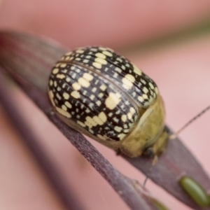 Paropsis pictipennis at Hawker, ACT - 27 Nov 2022