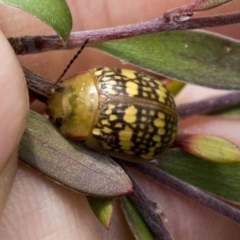 Paropsis pictipennis at Hawker, ACT - 27 Nov 2022