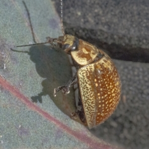 Paropsisterna cloelia at Googong, NSW - 24 Nov 2022