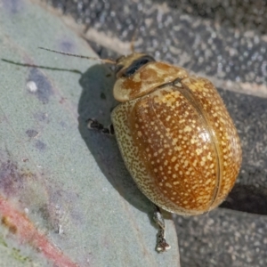 Paropsisterna cloelia at Googong, NSW - 24 Nov 2022