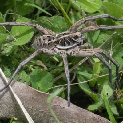 Tasmanicosa sp. (genus) (Tasmanicosa wolf spider) at Googong, NSW - 19 Nov 2022 by WHall