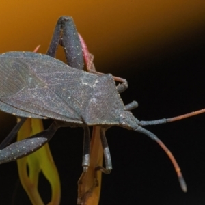 Amorbus sp. (genus) at Googong, NSW - 19 Nov 2022