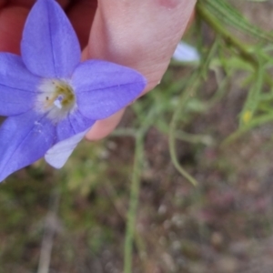 Wahlenbergia sp. at Bungendore, NSW - 27 Nov 2022 07:10 PM